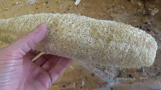 Luffa Harvest