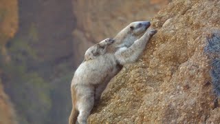Prehistoric Planet Ice Age [2025] - Diabolotherium (Mother & Baby) Screen Time Part 2