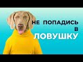 ЛОВУШКА на дурака из ТЕОРИИ ВЕРОЯТНОСТЕЙ