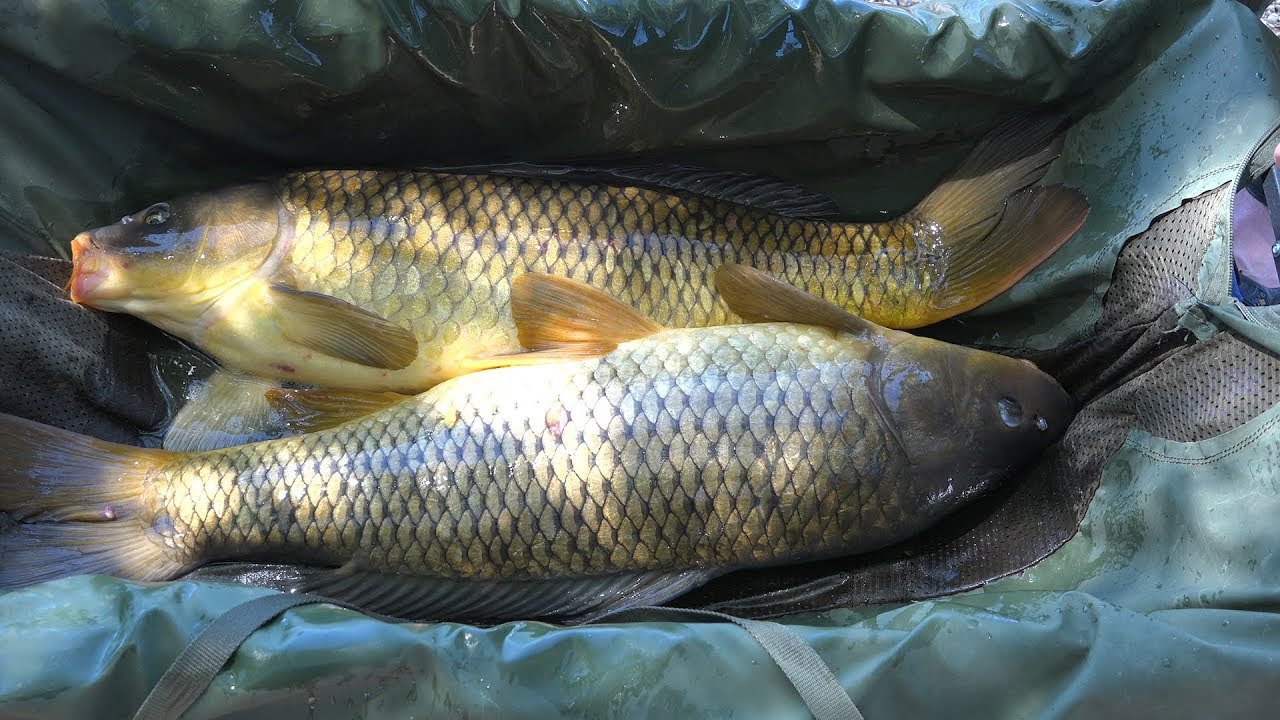 CarpQuest S6E5 Summer Carp Fishing at Chatfield Reservoir YouTube