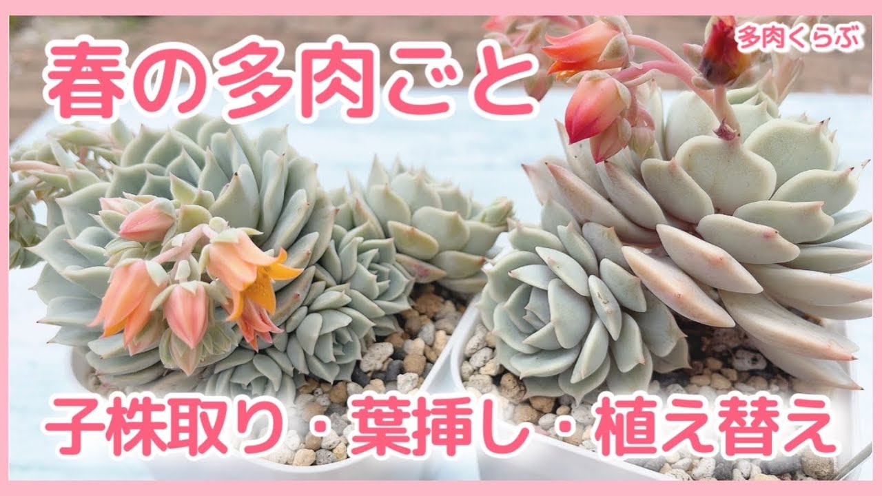 多肉植物】春の多肉ごと❣️ローラ＆リラの株分け、葉挿し、植え替えを