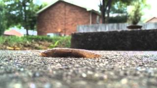 Slug Life