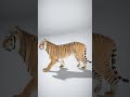Realistic Tiger Model with Detailed Fur Texture - AI Rigged 3D Character