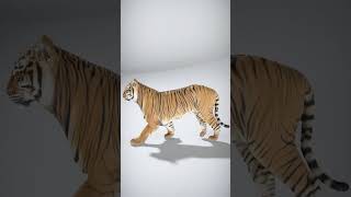 Realistic Tiger Model with Detailed Fur Texture - AI Rigged 3D Character