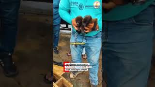 Autoridades rescatan crías de monos y venado del tráfico ilegal en la región Ucayali