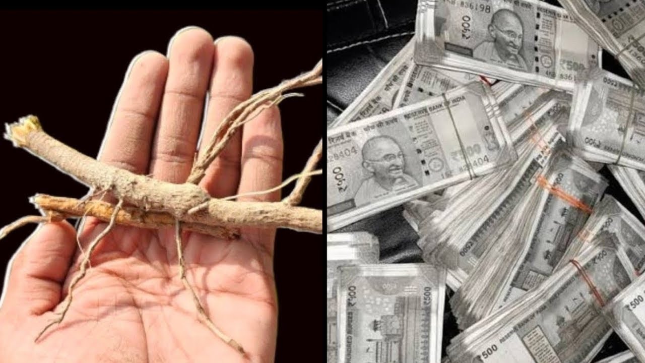 04 मार्च 2026 के दिन होली इस पेड़ की जड़ को पहन लेना होगी हर मनोकामना पूरी। Holi 2026