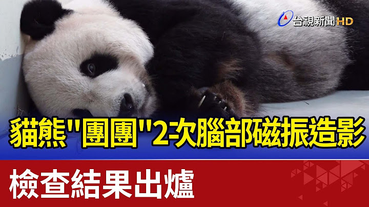 貓熊"團團"二次腦部磁振造影 檢查結果出爐 - 天天要聞