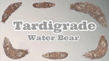 Tardigrade / Water Bear Under a Microscope - Micro Creatures