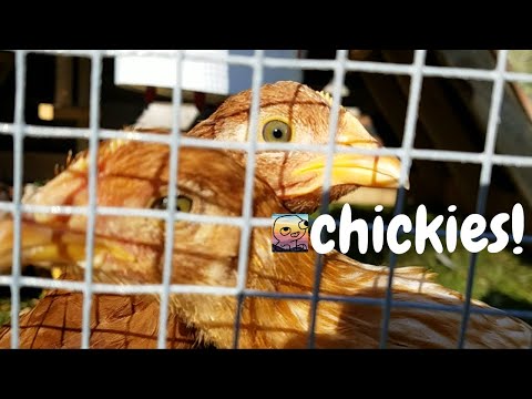 CHICKIES! | Farm ASMR