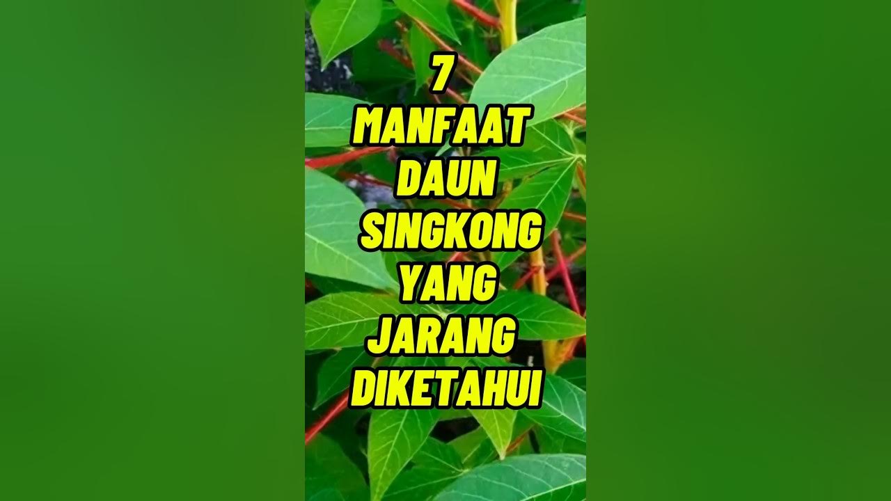 7 manfaat daun singkong yang jarang diketahui #tipssehat #faktamenarik #obat #hidupsehat #herbal 7 manfaat daun singkong yang jarang diketahui #tipssehat #faktamenarik #obat #hidupsehat #herbal
