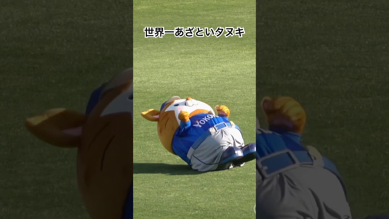 なかなか起き上がれない横浜のタヌキ😆