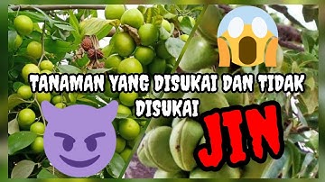 TANAMAN YANG DISUKAI DAN TIDAK DISUKAI JIN / SETAN