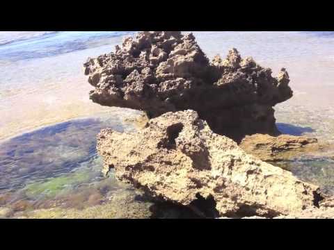 puppy paradise Barking Coral - EXTREMELY RARE!