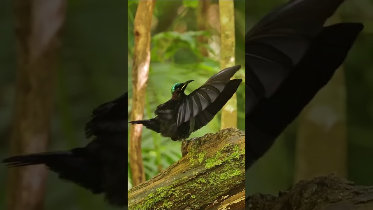 Graceful Bird in Motion | Amazing Sky Flight Moments 