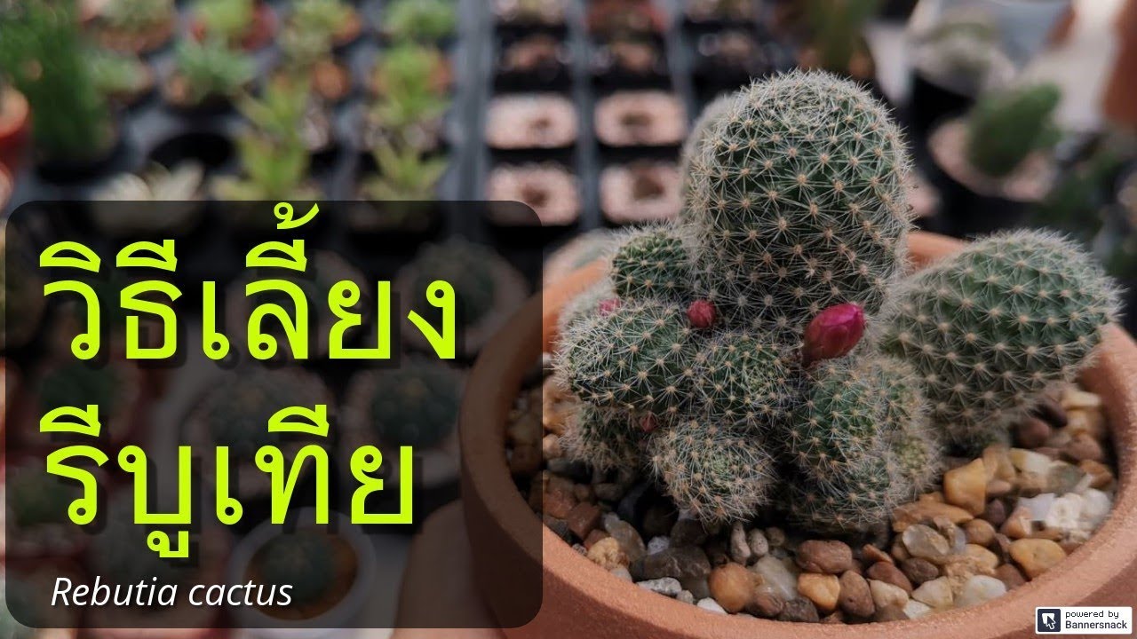 แนะนำวิธีเลี้ยงแคคตัส รีบูเทีย แคคตัสดอกน่ารักๆ (Rebutia Cactus)