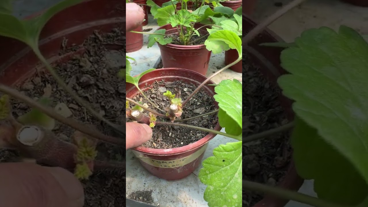 Геран гулини нима сабабдан кесамиз. Кесгандан кейин қуриб қолмаслиги учун нима қилишимиз керак.