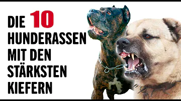 Welcher Hund hat die 2 stärkste Beißkraft?