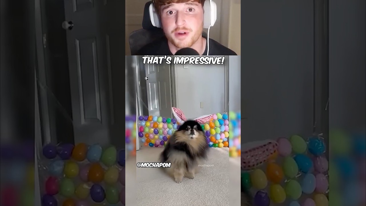 Adorable fluffy dog jumps over stacks of eggs…