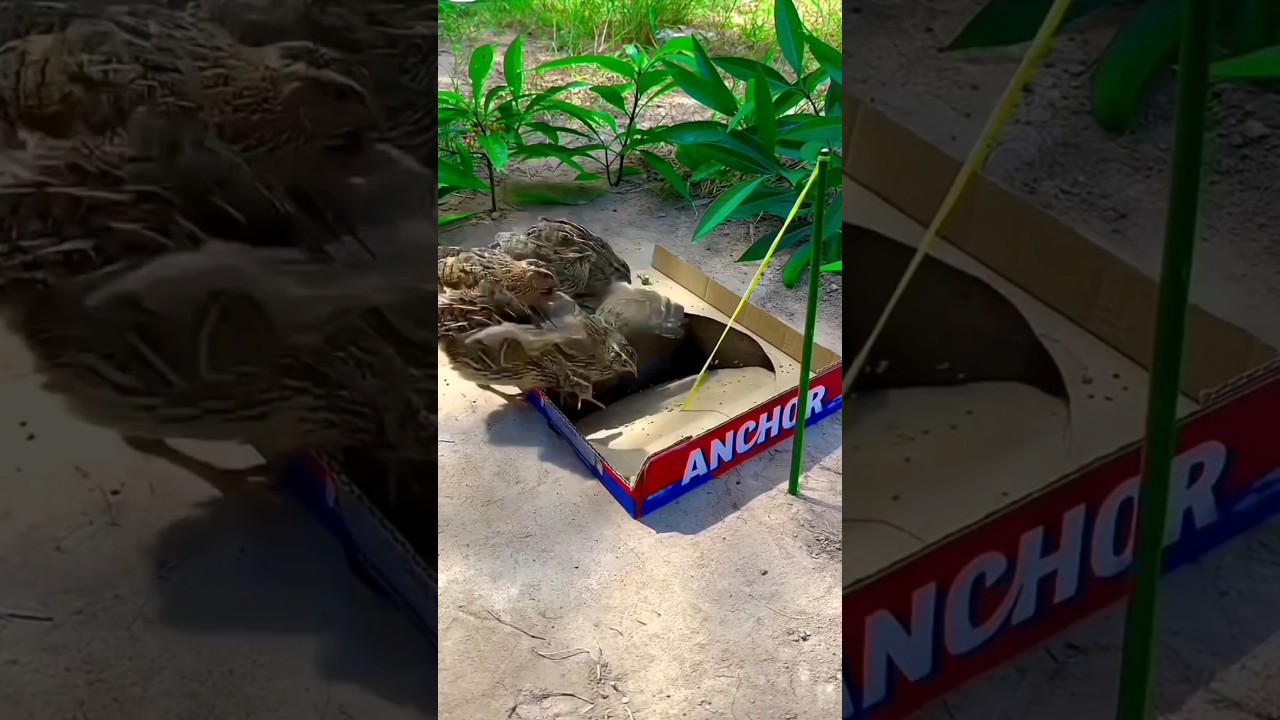 Amazing Underground Partridge Birds Trap Birds Trap 
