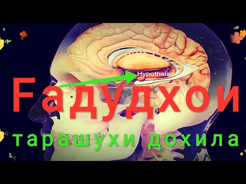 ИНРО БОЯД ХАМА ДОНАНД ! ГАДУДХОИ ТАРАШУХИ ДОХИЛА / ЭНДОКРИННАЯ СИСТЕМА / Endocrine system humen!