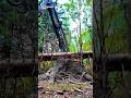 INSANE Tree Cutting Machine You Won’t Believe How Fast This Works!