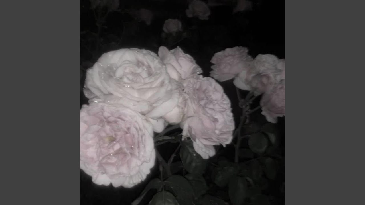 Gucci Gang x You Deserve This