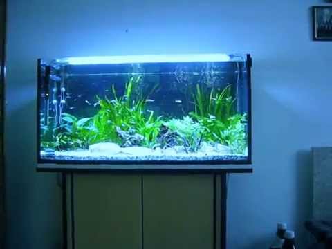 200l Aquarium mit CO2 Anlage - YouTube