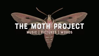 the MOTH PROJECT - 8min 
