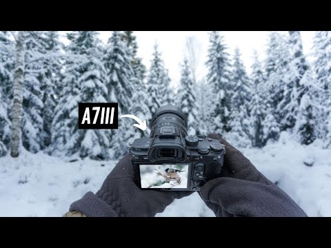 POV Nature Photography in a Quiet Winter Forest | Sony A7III
