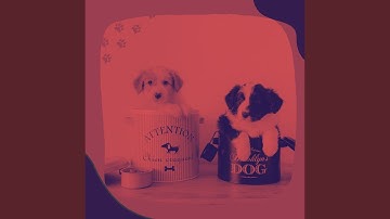 Pulsating Moods for Calming Your Puppy