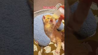 #有趣的时刻 #爱猫的人们 #搞笑的猫 #funny