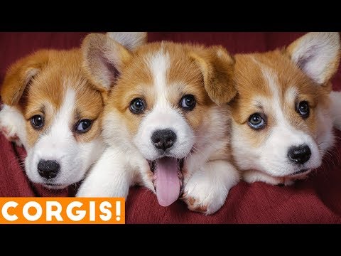 cutest-corgi-compilation-2018-|-best-funny-corgi-videos-ever