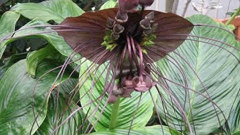 Râu hùm (ngải rơm, cẩm địa la, râu hùm hoa tía) 20k 1 cây giống Dược liệu Trường Xuân 0786.074.336