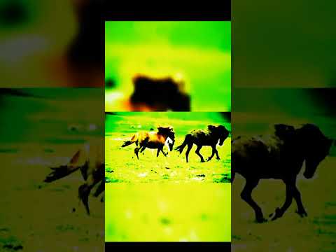 #beautiful#horses#running#short's#viral#vedio#