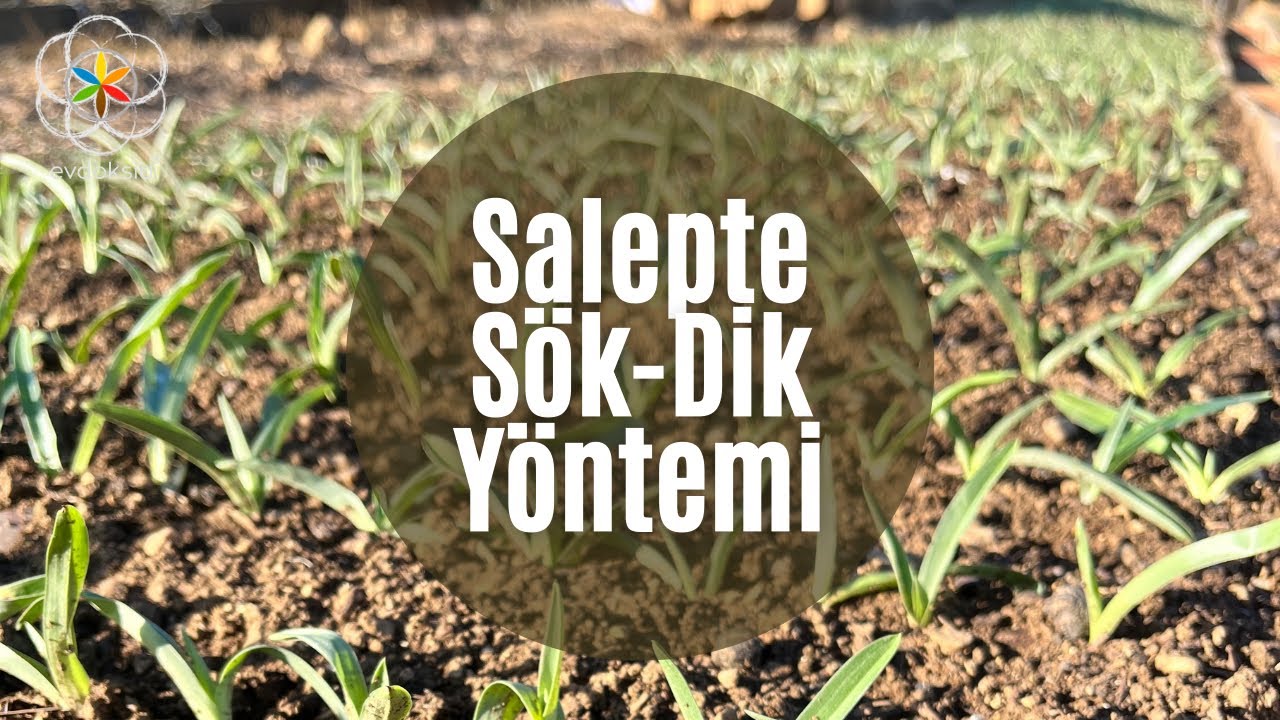 Salep Yetiştiriciliği - Salepte Üretim Miktarını Nasıl Arttırırız? Salepte Sök-Dik Yöntemi