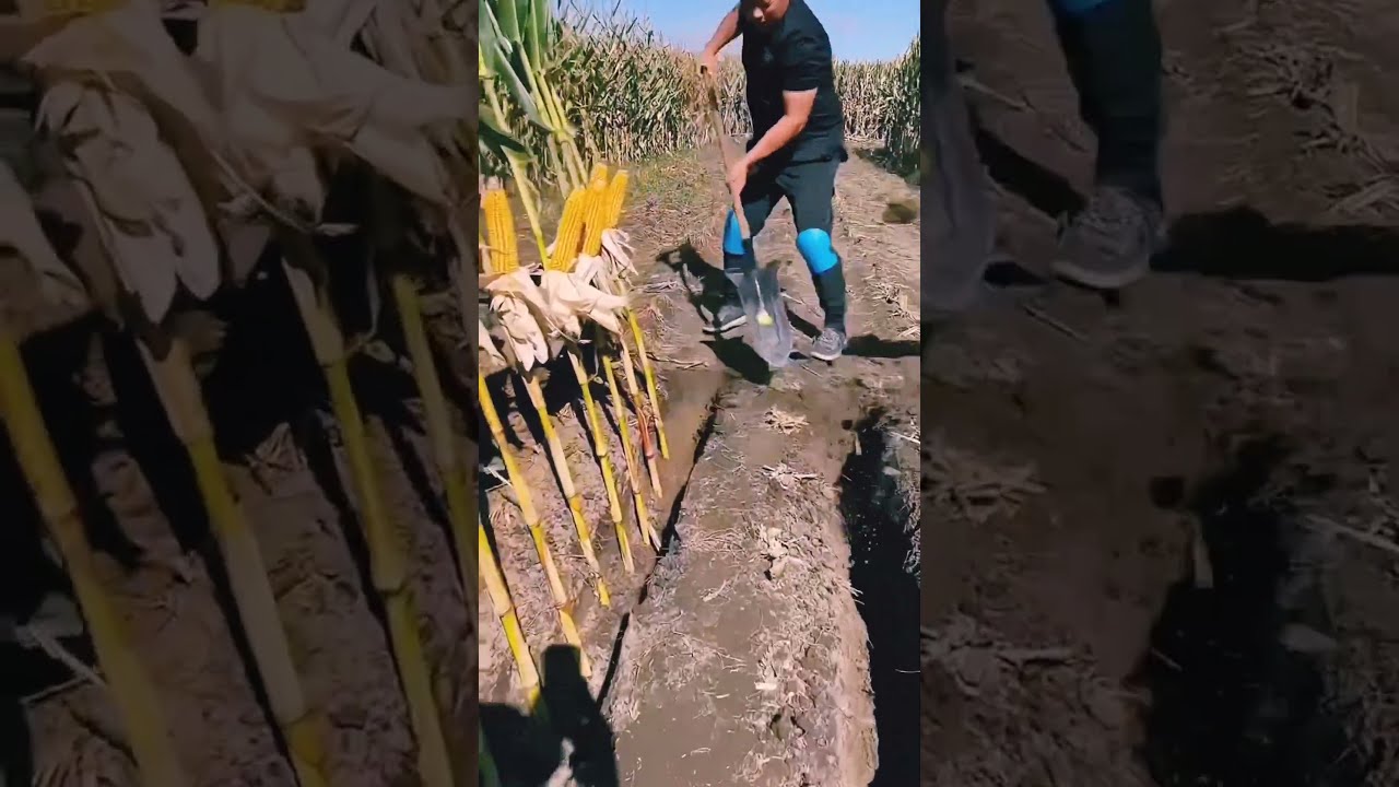 Super Practical Tool For Corn Farming Modern Agricultural Rural Farmer Shorts