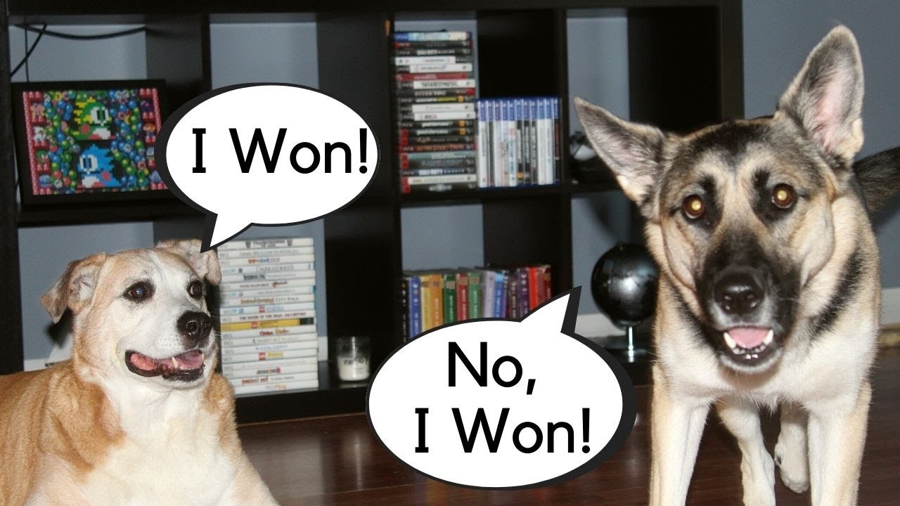 # shorts Cutest Dog Couple Argument (Comment Who Is The Winner) - YouTube