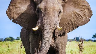 Meet the Elephants: Save the Elephant Day Special! 🐘