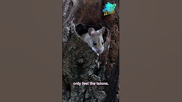 Owl is flying too silently that the mouse cannot detect it🦉#shorts #animals #owl #short