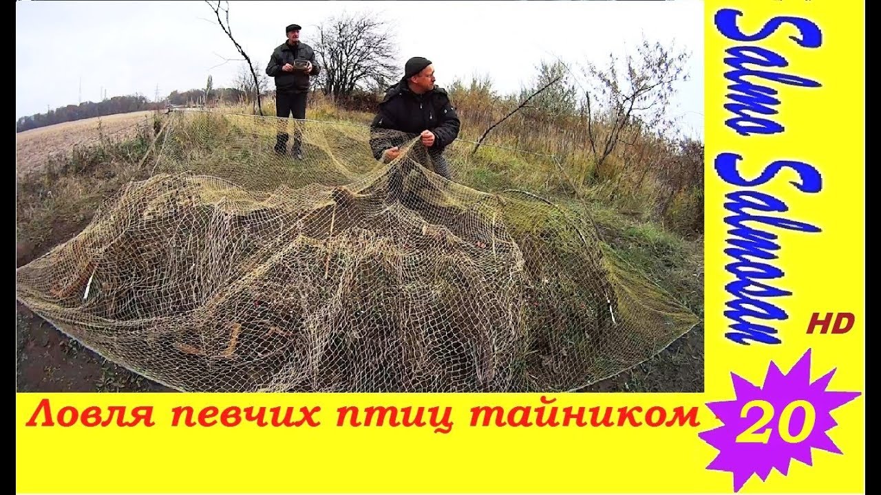 Тайник для ловли птиц своими руками схема