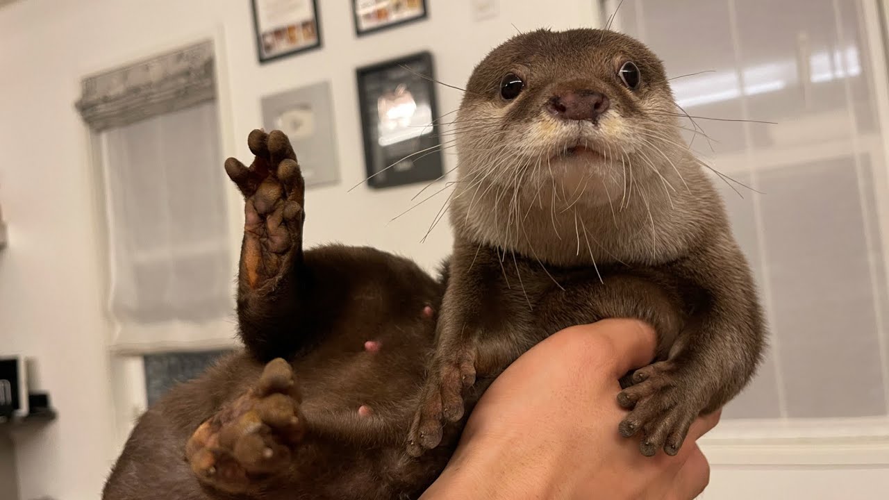 An otter groping every inch of its body - YouTube