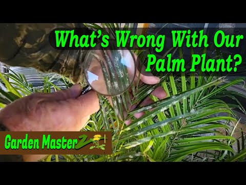 Video: Sådan behandler du klæbrige blade på palmeplanter