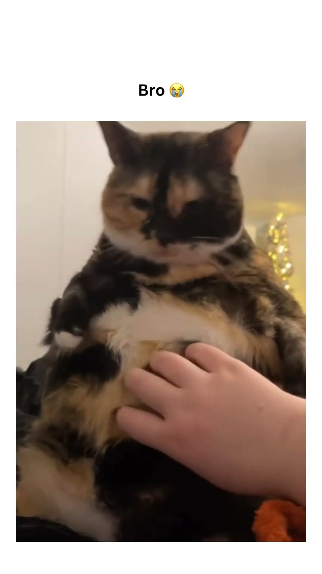 Kittyo going crazy saying pro pls pet me
