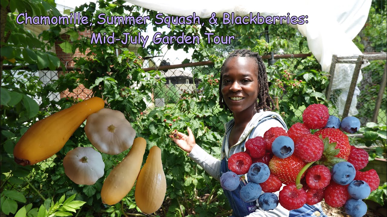 Chamomile, Summer Squash & Berries Mid July Garden Tour - YouTube