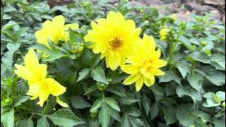 Cara Pruning Dahlia Agar Terus Berbunga 🌸🌸🌸🌸🌸🌸