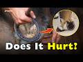 Why Do We Put Metal Shoes on Horses?