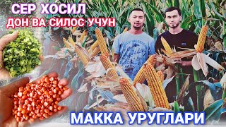 ХОСИЛДОР МАККА УРУГЛАРИ СИЛОС ВА ДОН УЧУН MAKKAjuxori URUG'LARI GreenLife 203 PL