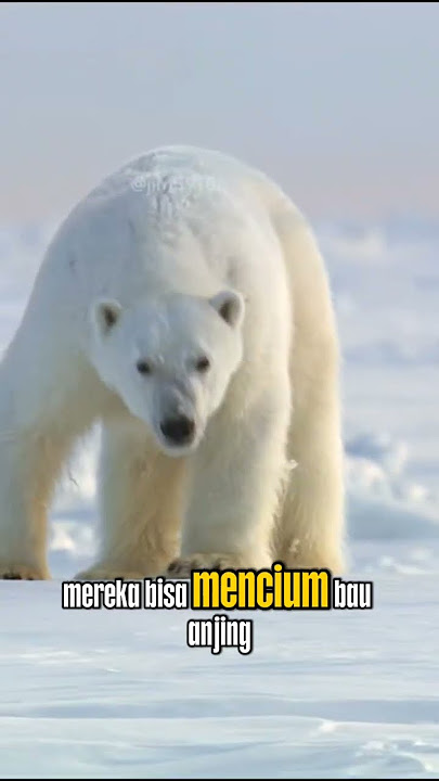 Seberapa tajam penciuman beruang kutub?!#trending #faktaunik #shortvideo #fypシ #beruangkutub