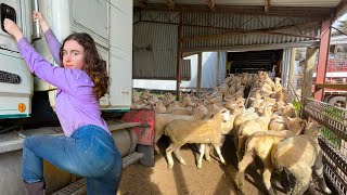Loading Error 404 Australian Sheep Farm Vlog