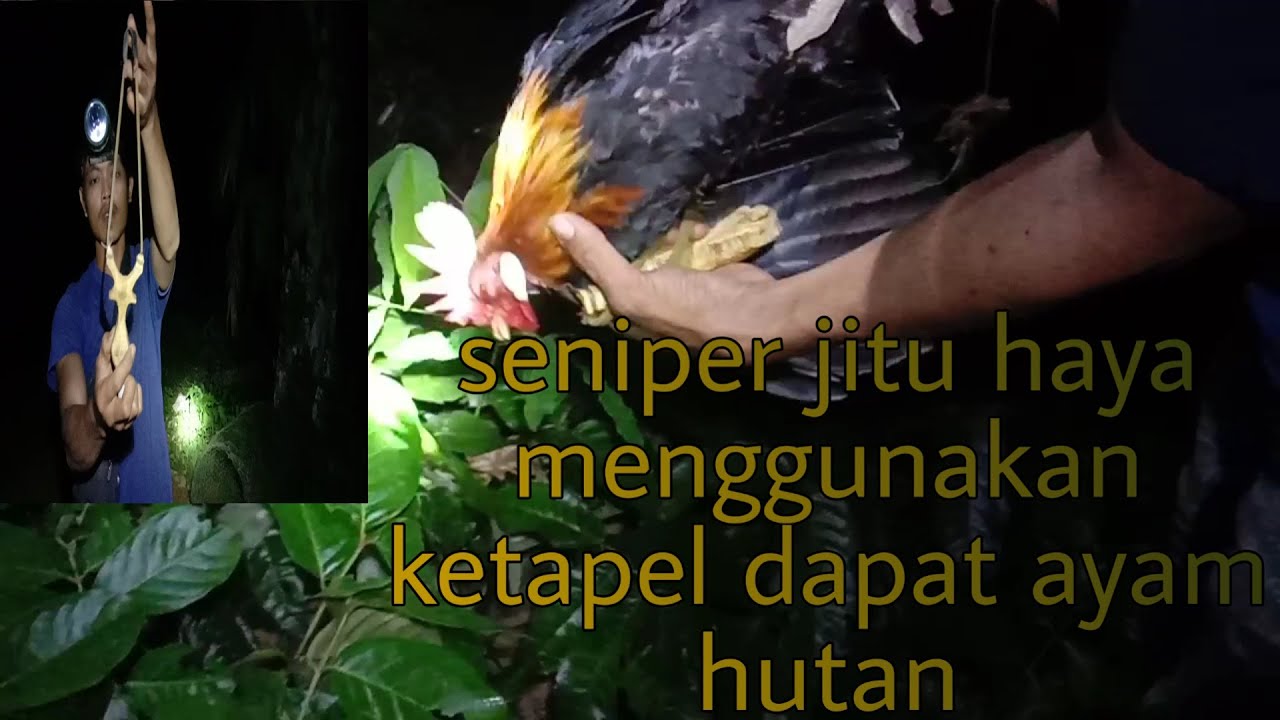 BERBURU AYAM HUTAN bonus burung kuning hanya menggunakan ketapel